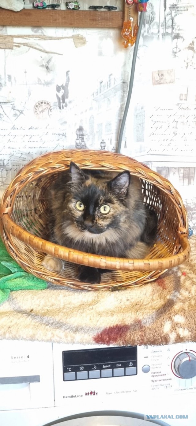 Котовторник