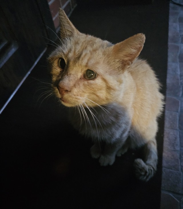 Дворовые коты