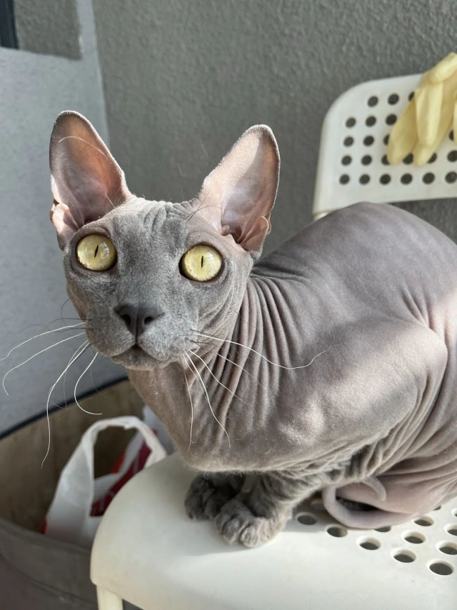 К котовторнику