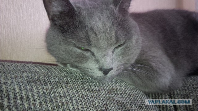 Котовторник 17.09.2013