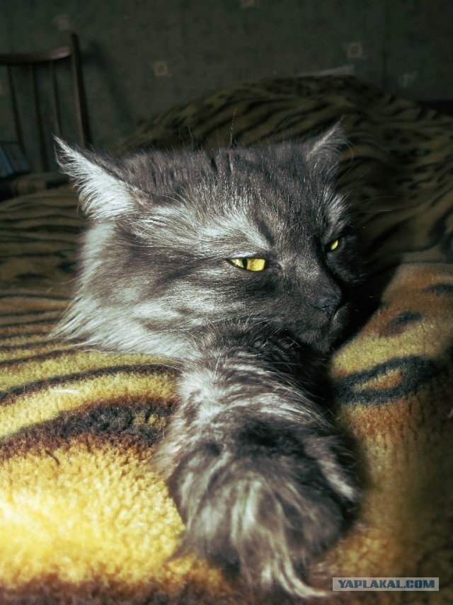 Котовторник 8.10.2013