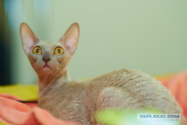 Котовторник 04.03.2014