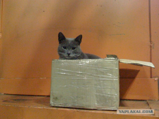Котовторник 01.04.2014