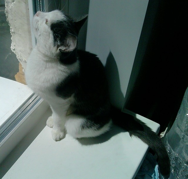 Котовторник 05.03.13