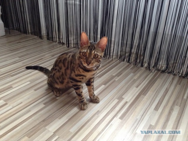 Котовторник 6.05.2014