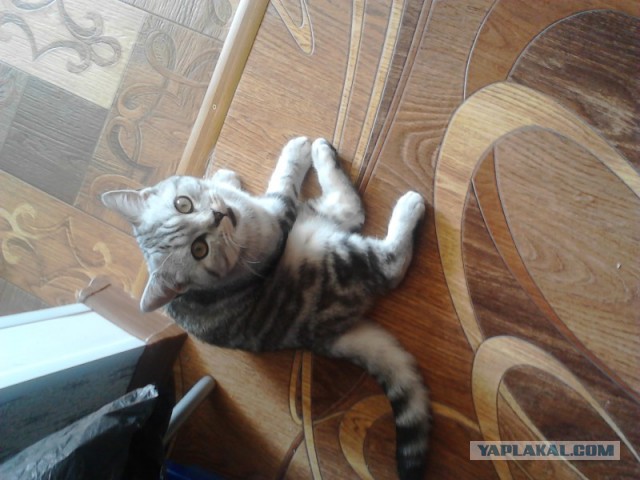 Котовторник 12.08.2014
