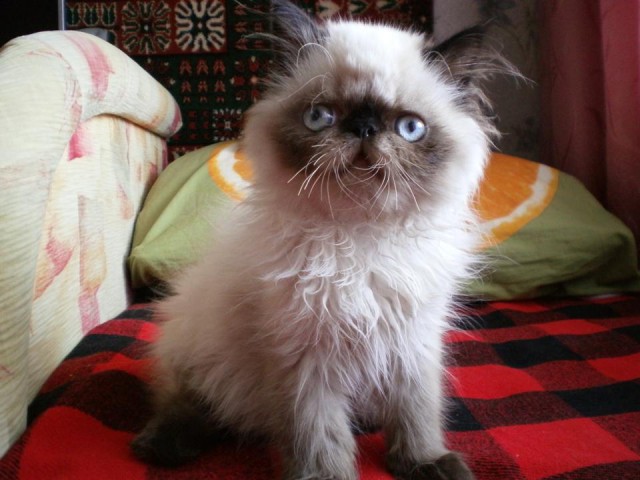 Котовторник 23.12.2014