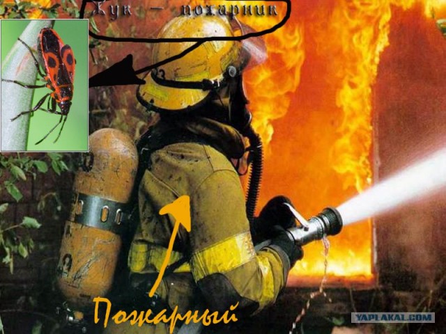Иллюстрируем безграмотность