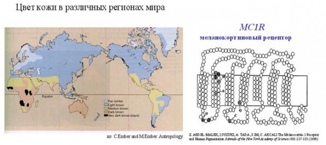 Об "УРА" и "отсталых славянах"