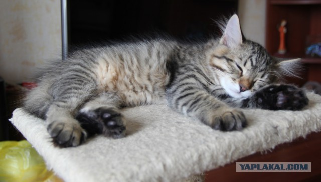 Самые популярные клички кошек и котов