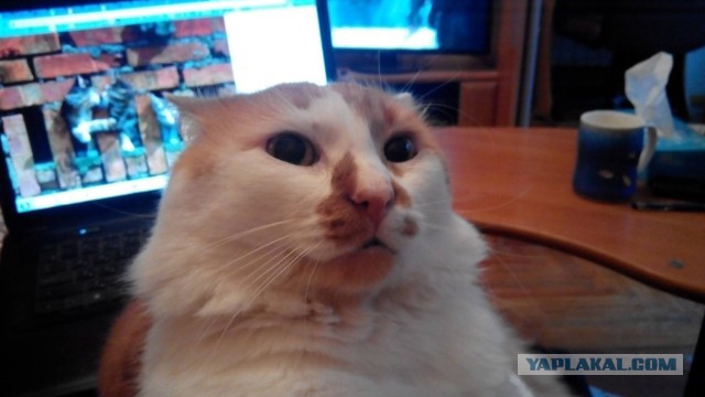 Котовторник 24.03.2015