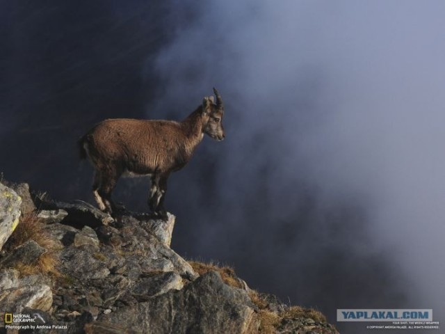 Лучшие фотографии от National Geographic за ноябрь