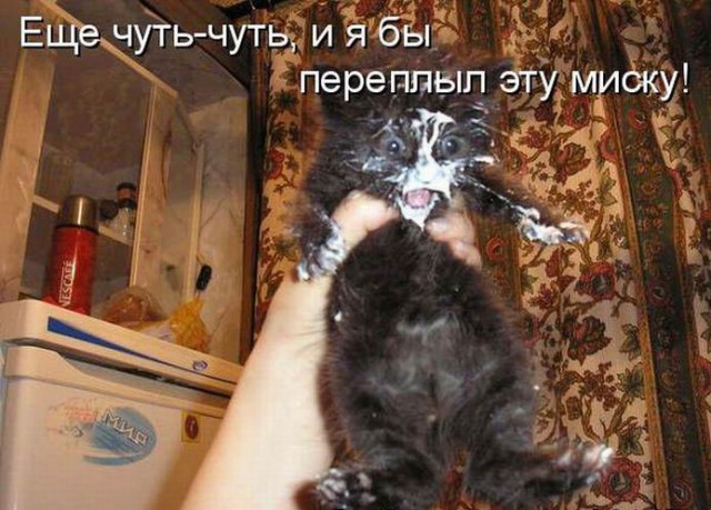 Забавные картинки из Сети