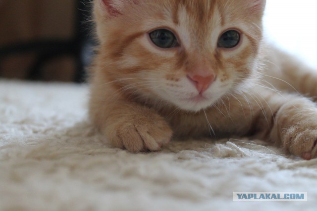 Котовторник  21.07.2015