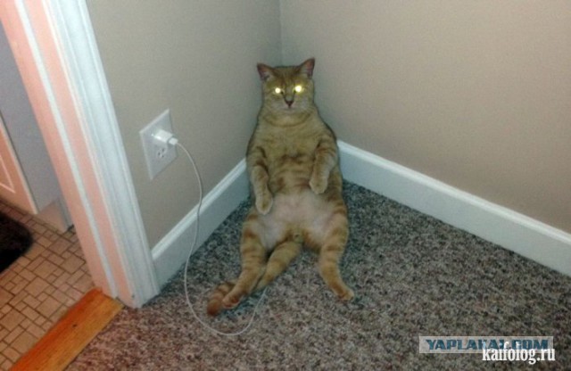 Ленивые коты
