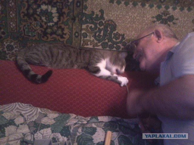 Котовторник 17.11.2015