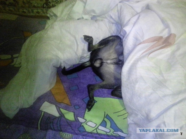 10 удивительных фактов о том, как спят животные