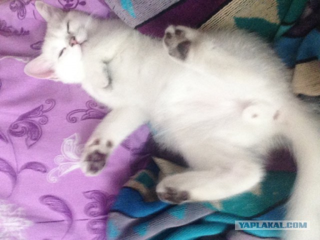 Котовторник 16.02.16