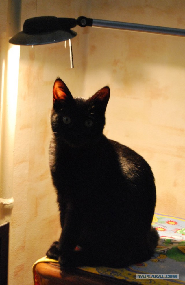 Котовторник 15.03