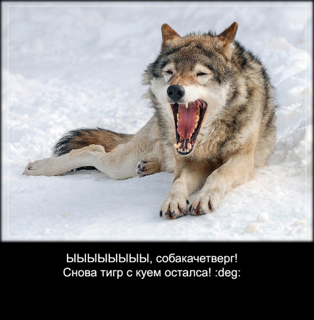 СОБАКИ и ЩЕНКИ. Все про собак!