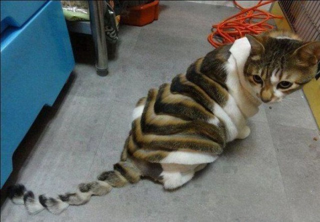 Демы к котовторнику!