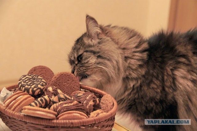 Коты, которые пытались что-то украсть