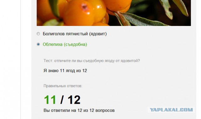 Предлагаю отвлечься и ответить на глупые вопросы в летнем тесте
