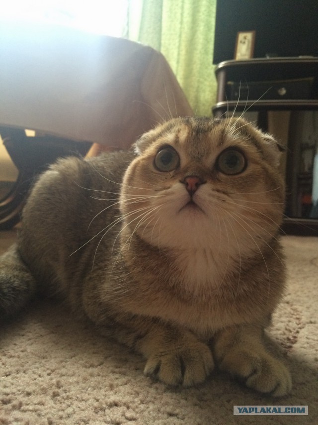 Котовторник 05.07.16