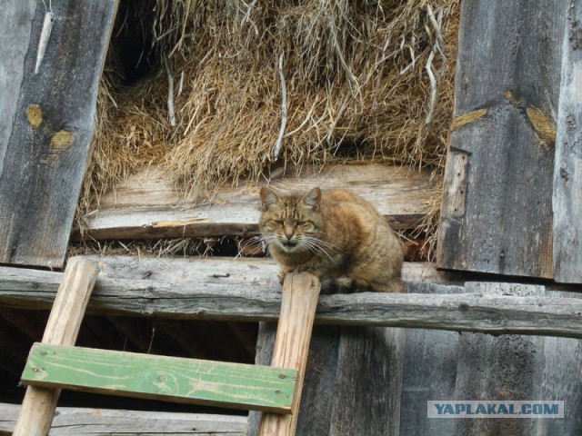 Жизнь домашнего приюта для котеек 124