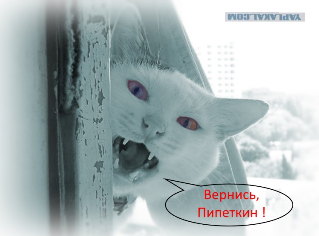 Выпендреж ЯПовцев