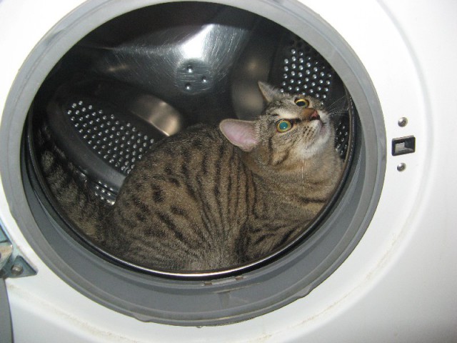 Котопрятки