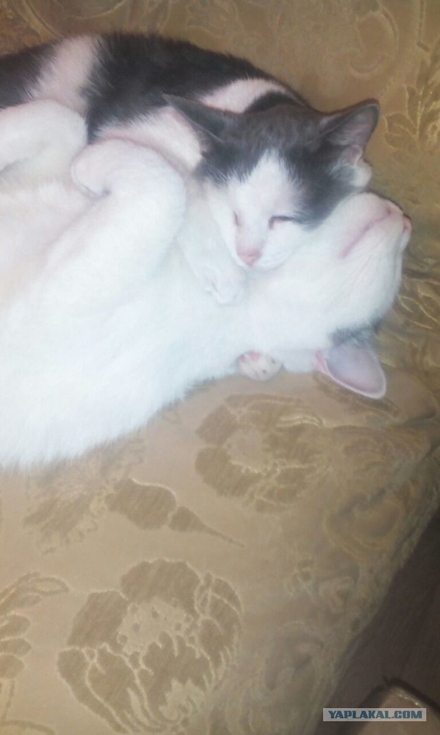 Котовторник 08.11.2016