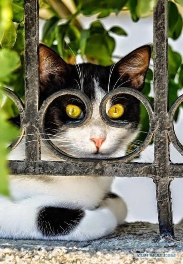 Коты из сети