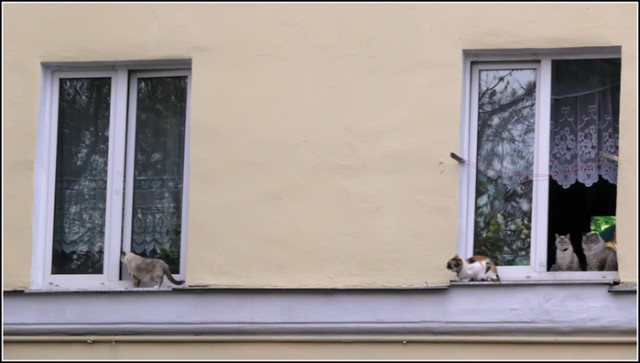 Коты из сети