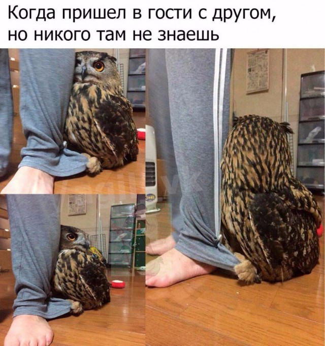 Забавные картинки вразнобой