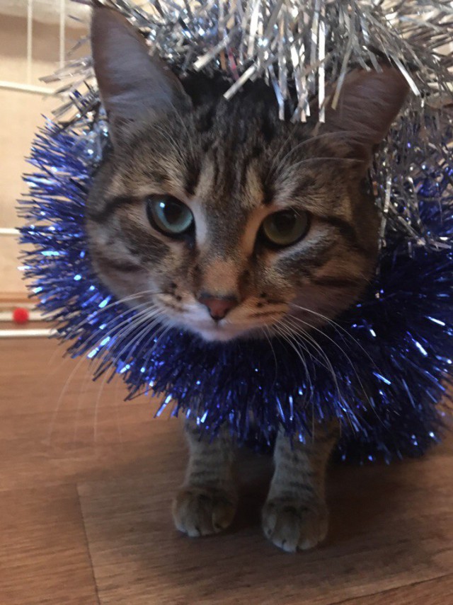 Коты из сети