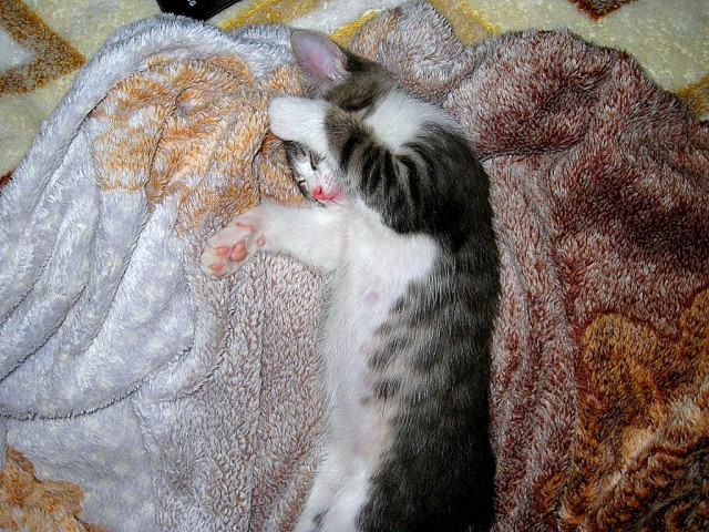 Котовторник  31.01.2017