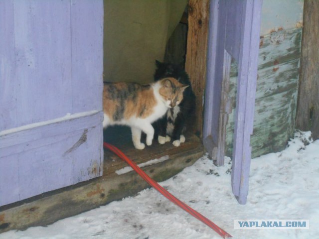 Жизнь домашнего приюта для котеек 151