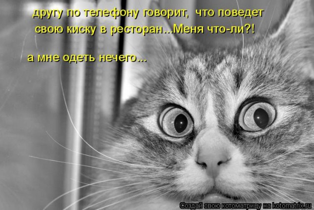 20 открыток с истинными мыслями котов