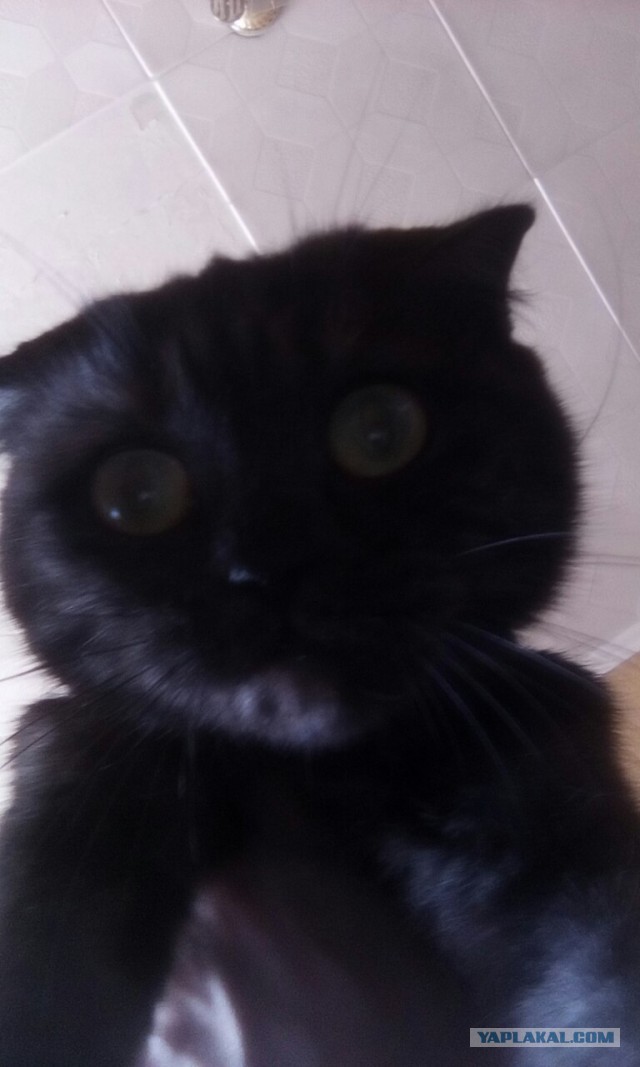 Коты и Кошки