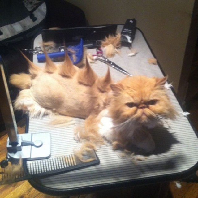 Коты и Кошки