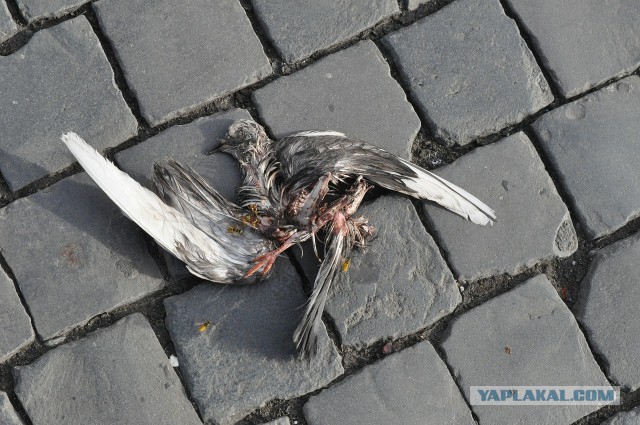 В Москве показали новую олимпийскую форму сборной России, и она выглядит хуже смерти голубя