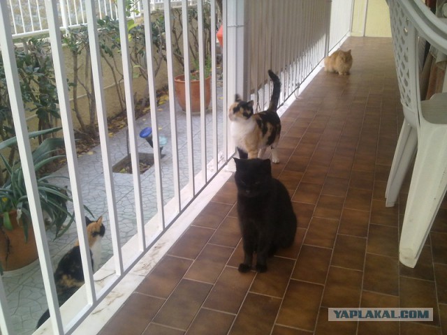 Котовторник  05.12.2017