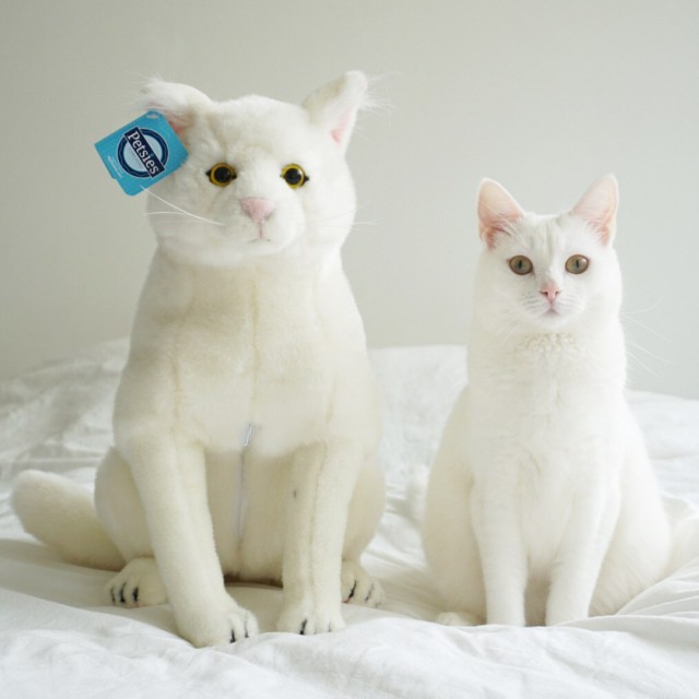 Коты и Кошки