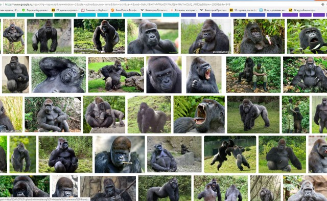 Google Photos перестали показывать фото горилл из-за обвинений в расизме