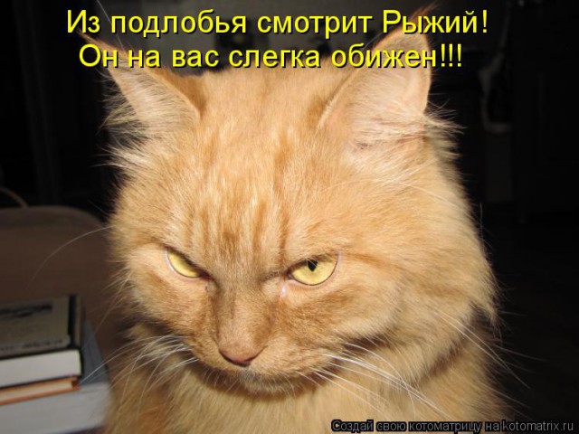 Тридцать причин обменять жену на котейку.