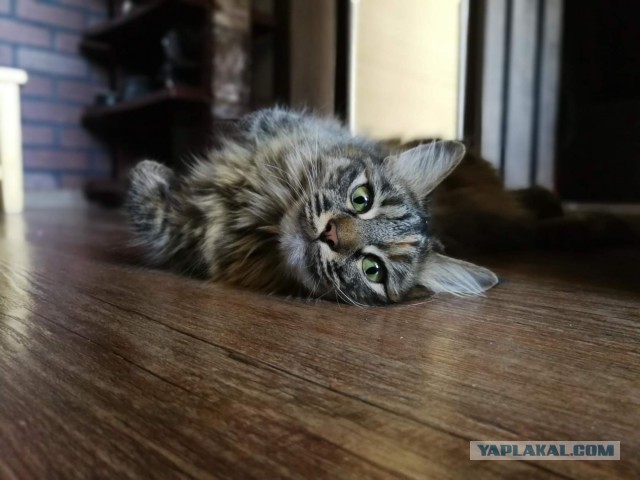 Котовторник ждали? А вот и он!