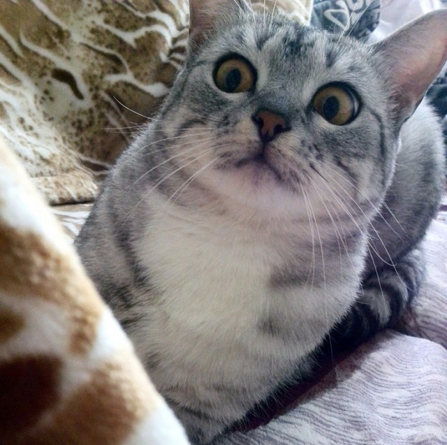 Котовторник 05.06.2018