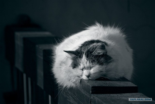Котовторник (06.01)