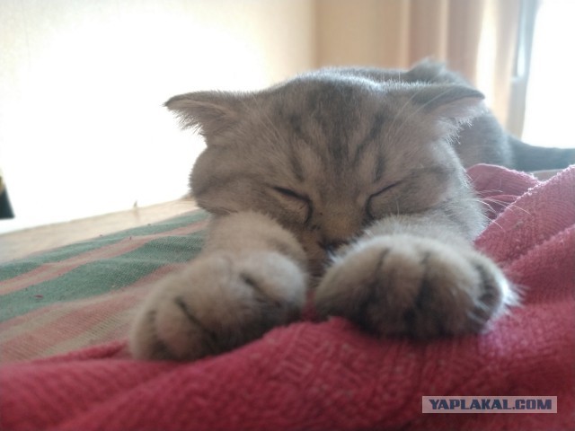 Котовторник  31.07.2018